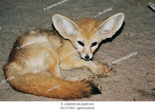 fennecus zerda / vulpes zerda / fennec fox