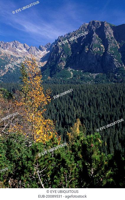 View towards the High Tatras mountains from the Magistrala trail near Strbske Pleso with mix of deciduous and coniferous trees in the foreground