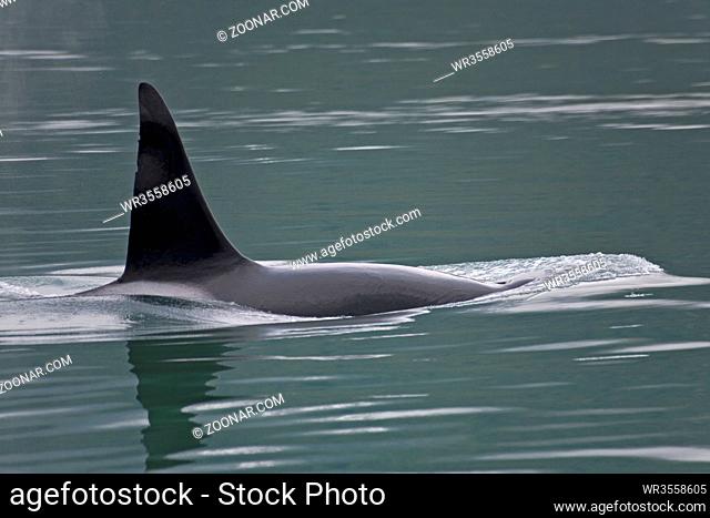 Schwertwal - (Killerwal - Weibchen) / Orca - (Killer Whale - female) / Orcinus orca