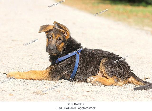 German Shepherd Dog (Canis lupus f. familiaris), three months old wet whelp lying on a path, side view, Germany