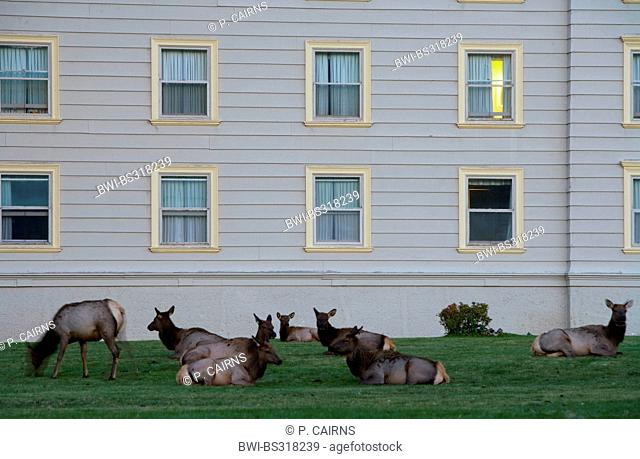 wapiti, elk (Cervus elaphus canadensis, Cervus canadensis), herd lazing on lawn in front of hotel, USA, Wyoming, Yellowstone National Park, Mammoth Hot Springs