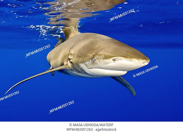 Oceanic Whitetip Shark, Carcharhinus longimanus, Kona Coast, Big Island, Hawaii, USA