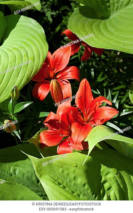 Red Asiatic Lilies among the charteuse leaves of the Hosta Sum and Substance