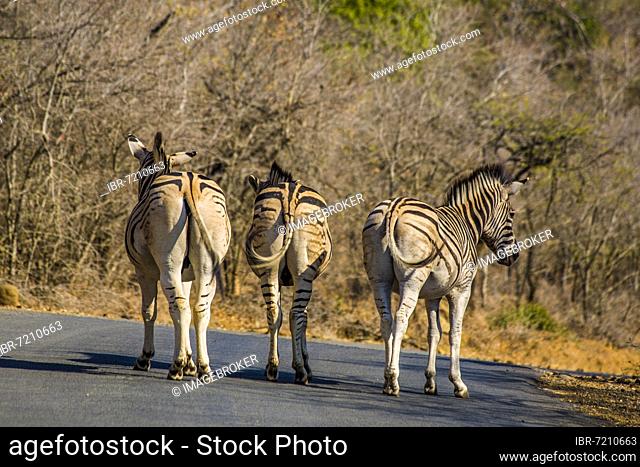 Plains zebras (Equus quagga), Hluhluwe-iMfolozi National Park, South Africa, Africa