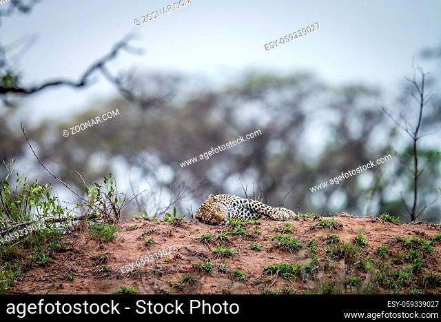 Leopard laying on a termite mount in the Kruger National Park, South Africa