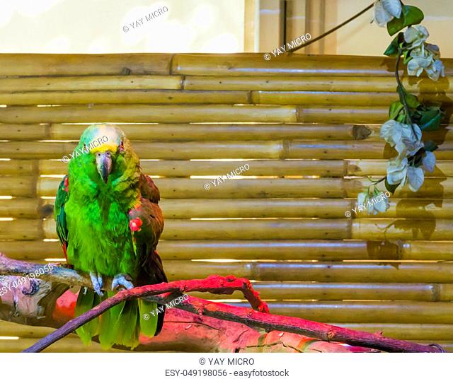 Green vibrant colored yellow naped amazon parrot or yellow crowned parrot a endangered species because of deforestation