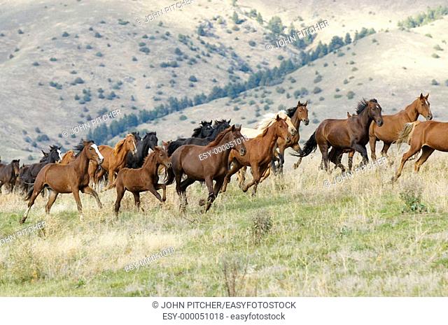 Horses stampede to escape round-up. Montana, USA