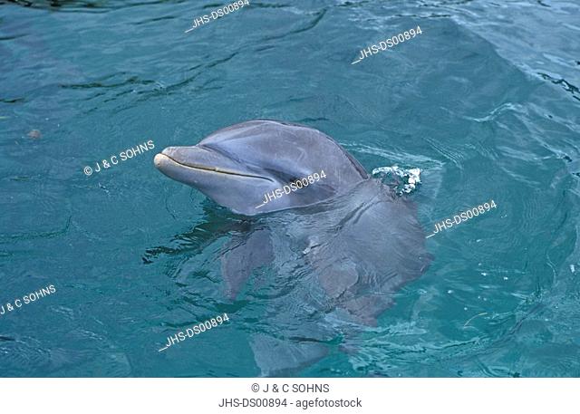 Bottle nosed Dolphin, Tursiops truncatus, Roatan, Honduras, Caribbean, adult swimming in water portrait