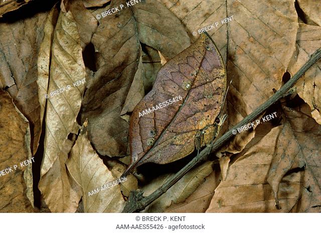 Dead-Leaf Butterfly (Kallima inachus), India