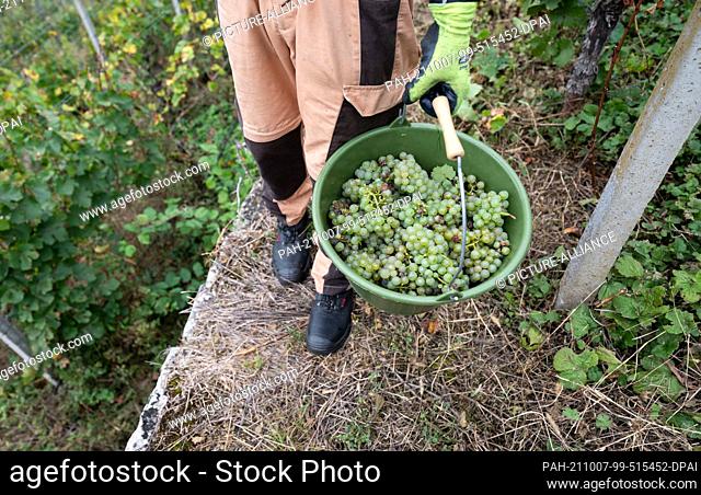 07 October 2021, Baden-Wuerttemberg, Vaihingen an der Enz: A vintner of the Lembergerland Kellerei Rosswag eG carries Riesling grapes in a bucket in a steep...