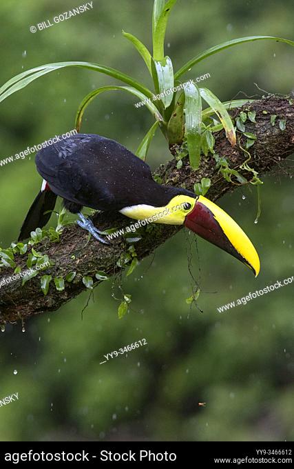 Yellow-throated Toucan - La Laguna del Lagarto Lodge - Boca Tapada, San Carlos, Costa Rica