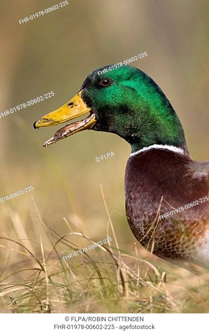 Mallard Duck Anas platyrhynchos adult male, calling, close-up of head, Suffolk, England, february