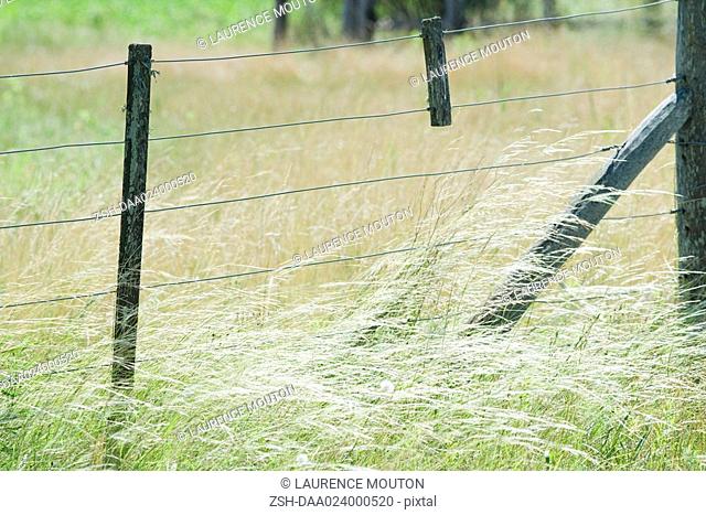 Rural fence in field of tall grass
