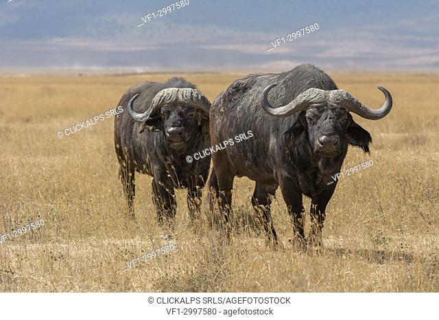 Tanzania, Africa, Ngorongoro Conservation Area, two buffaloes