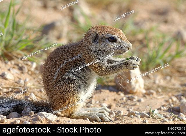 Cape ground squirrel (Xerus inauris), young male, feeding on green grass, Kgalagadi Transfrontier Park, Northern Cape, South Africa, Africa