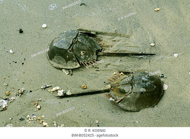horseshoe crab (Tachypleus gigas), two horseshoe crabs on sandy beach
