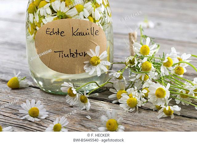 scented mayweed, german chamomile, german mayweed (Matricaria chamomilla, Matricaria recutita), self-made production of alcoholic extract of chamomille, Germany