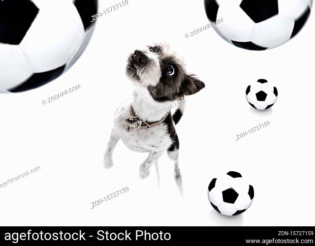 soccer football poodle dog playing with leather ball , isolated on white background and german flag