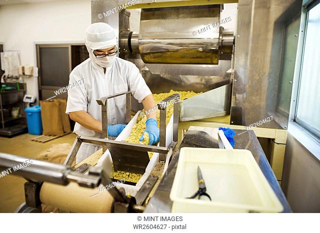 Workers in apron and hat wearing blue gloves collecting freshly cut soba noodles from the conveyor belt