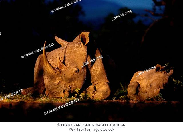 White Rhinoceros Ceratotherium simum  Endangered species  Near Threatened   A mother and calf lay down beside each other  Rhino poaching has been rampant in...