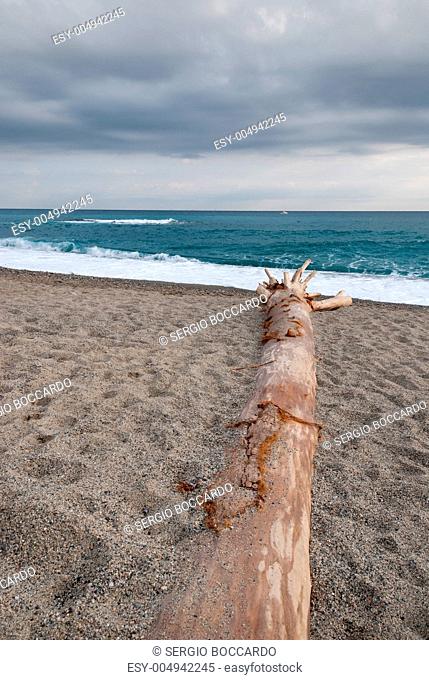 trunk carried by sea