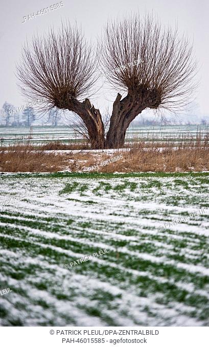 An old willow stands on a snow-covered field in the Oderbruch region near Letschin, Germany, 28 January 2014. The willow trees that are trimmed regularly and...