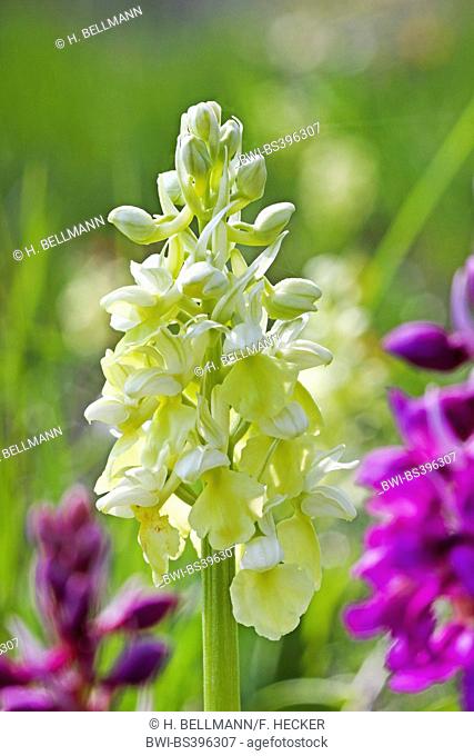 pale-flowered orchid (Orchis pallens), inflorescence, Germany