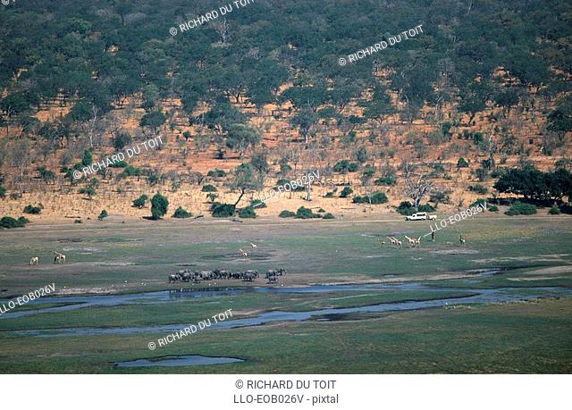 Aerial View of a Bush Scene with an African Elephant Loxodonta africana and Giraffe Giraffa camelopardalis Herds  Chobe River Floodplain, Chobe National Park