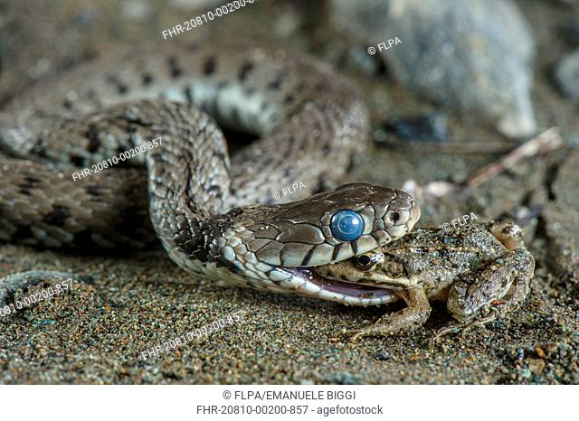 Grass Snake (Natrix natrix) adult, with blue eye indicating shedding skin, feeding on Balkan Frog (Pelophylax kurtmuelleri) introduced species