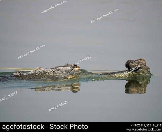 Gharial - swimming in river Gavialis gangeticus Rajasthan, India RE000306