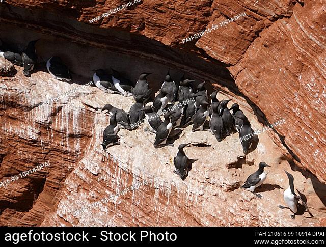15 June 2021, Schleswig-Holstein, Helgoland: Guillemots sit on the rocky outcrops at Lummenfelsen. Every year in mid-June