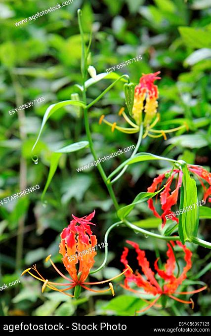 Red orchid on a background of tree leaves close-up. Tropical plant in the jungle of Thailand macro shot