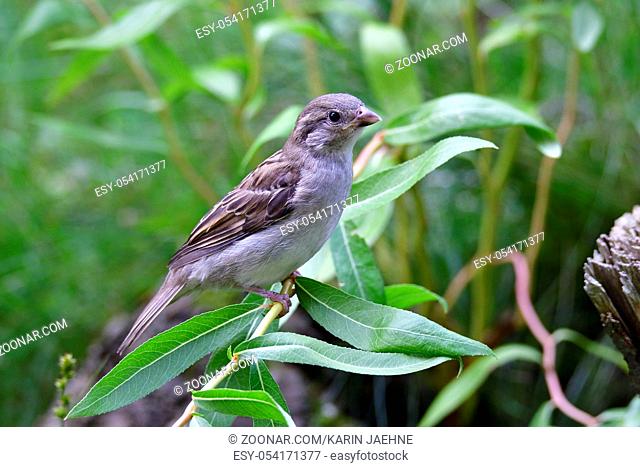 Junge Haussperlinge auf einem Ast. Young house sparrow on a tree