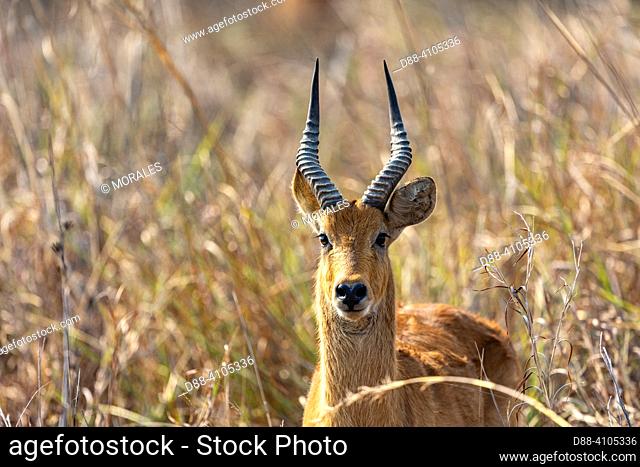 Afrique, Zambie , parc national de Kafue, Puku, (Kobus vardonii), mâle