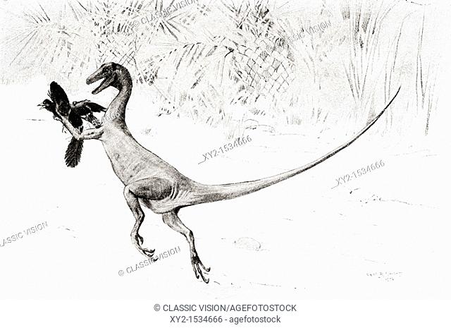 The 'Bird Catching' Ornitholestes dinosaur in the act of catching the Jurassic bird, Archaeopteryx, after the drawing by Charles R  Knight  From The Century...