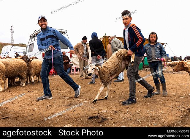 Sheep market on the road from Tangeri to Chefchaouen. Young buyers take away their newly bought sheep. Tetouan, Morocco April 2018