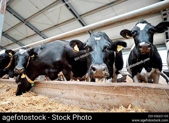 Row of several milk cows muzzles looking at you while standing by fence inside large livestock stable, one of them eating hay