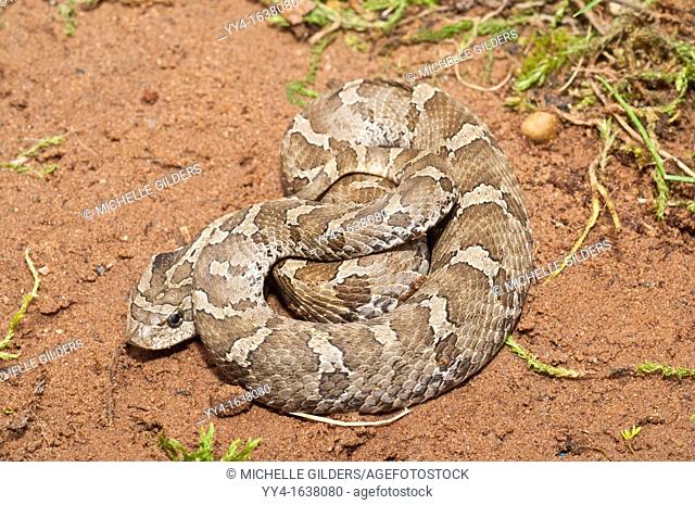 Eastern hognose snake, Heterodon platirhinos, native to eastern North America