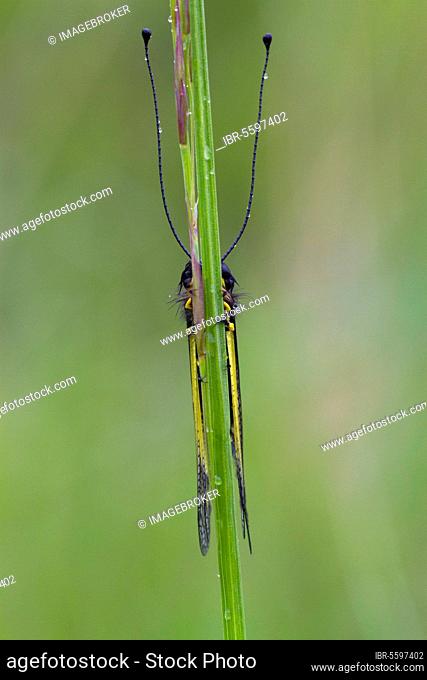 Ascalaphid (Libelloides coccajus) adult, roosting on grass stalk during rain, Col de Calzan, Ariege Pyrenees, Midi-Pyrenees, France, Europe