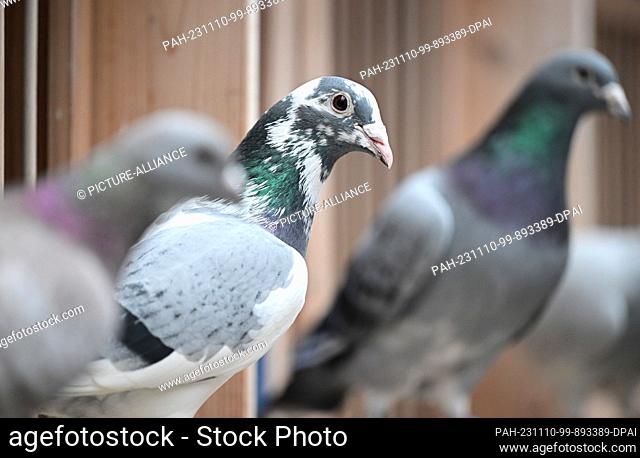 PRODUCTION - 30 October 2023, Baden-Württemberg, Königsbach-Stein: Breeding pigeons sit in a pigeon loft belonging to pigeon fancier A. Drapa