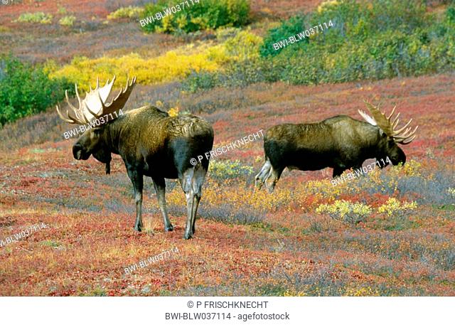 Alaska moose, Tundra moose, Yukon moose Alces alces gigas, two bulls in tundra, USA, Alaska, Denali NP