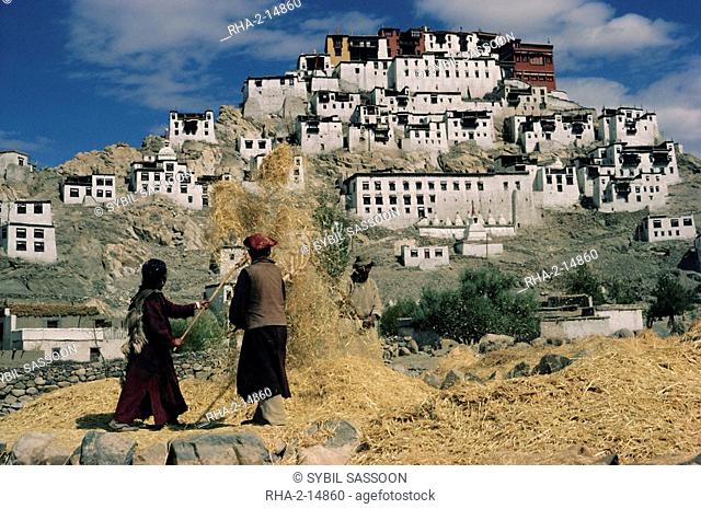 Harvesting below Thikse Gompa Tikse Monastery, Ladakh, India, Asia