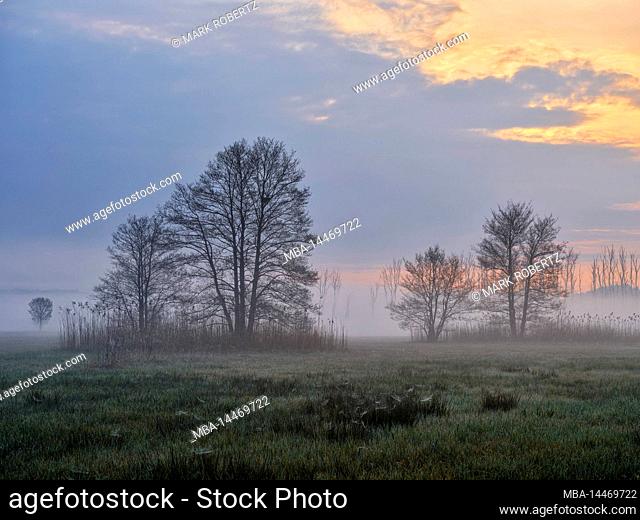 Foggy dawn in the Amper moss, Eching am Ammersee