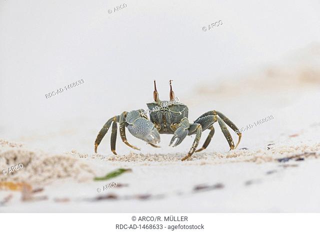 Horn eyed ghost crab, Bird island, Seychelles, Ocypode ceratophthalmus