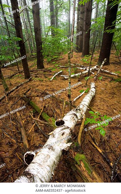 A fallen paper birch tree in a forest of White Pine near Mirror Lake in Woodstock, NH. Hubbard Brook Experimental Forest