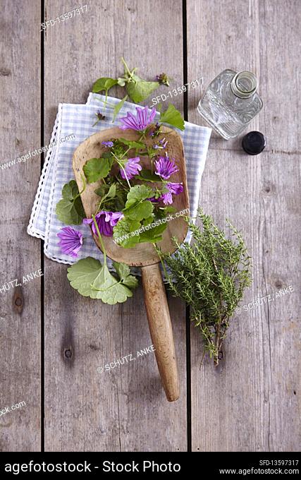 Ingredients for mouthwash (thyme, ground ivy, common burnet, mallow, alcohol)