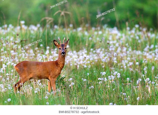 roe deer Capreolus capreolus, buck in a dandelion meadow, Germany, Schleswig-Holstein