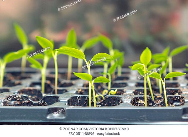 Pepper seedling transplants growing in a plastic tray. Sprouting pepper seedlings in propagator trays. Shallow depth of field