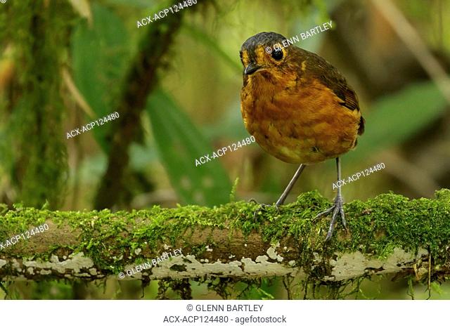 Slate-crowned Antpitta (Grallaricula nana) perched on a branch in the Andes mountains of Colombia