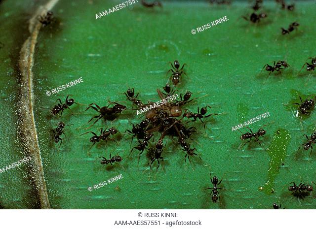 Azteca Ants attacking Leafcutter Ant